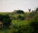 A group of giraffes grazing in the lush grassland of Uganda's savanna, showcasing natural wildlife beauty.